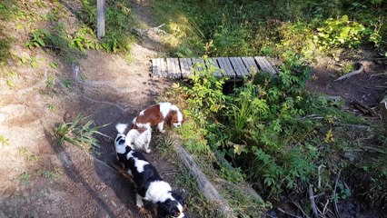 Un matin aux Glières