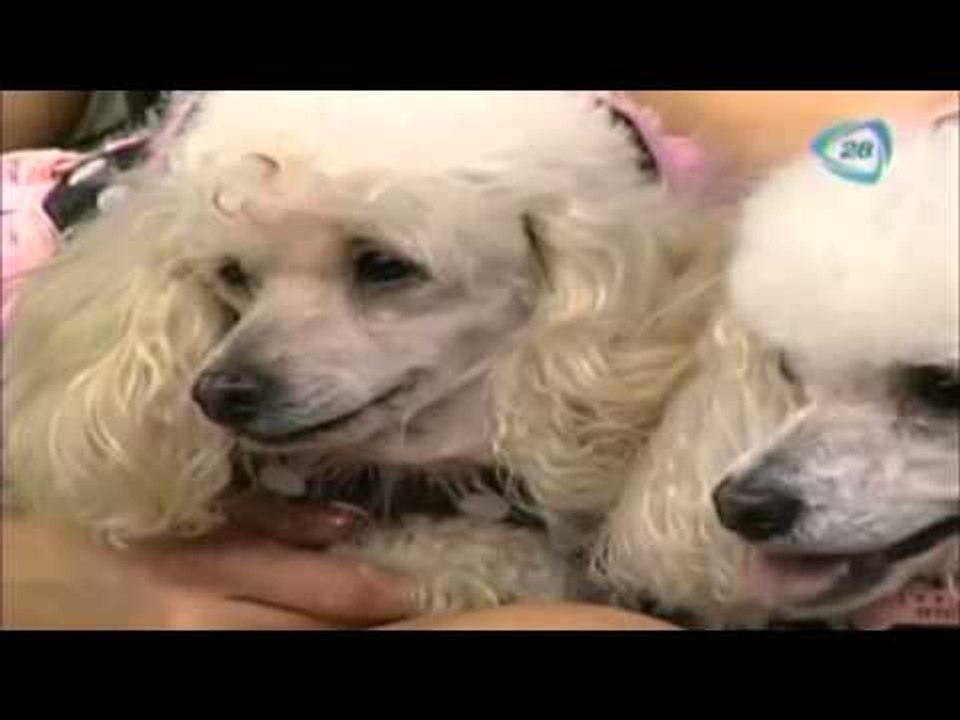 Amor es... perros