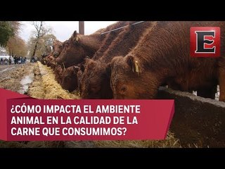 Ciencia UNAM: Impacto sobre la calidad de carne y bienestar animal