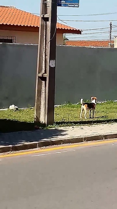 Dog Hops High Wall After Many Attempts