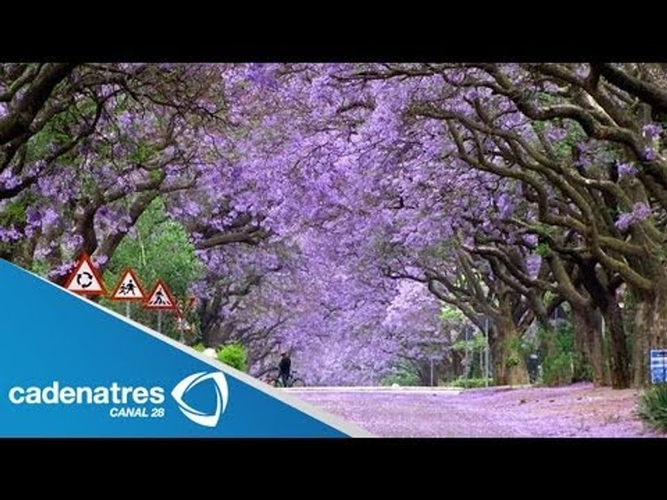 Glicinas, paraísos naturales en Japón : Wisteria, natural paradises in Japan