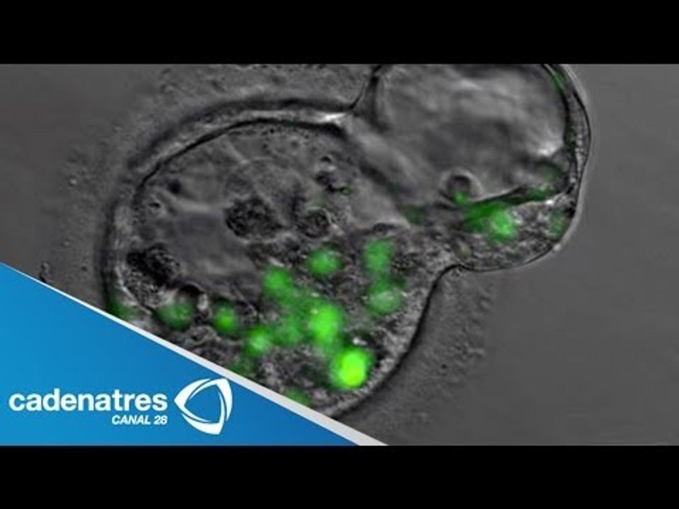 Clonan células madre que producen insulina / Cloned stem cells that produce insulin