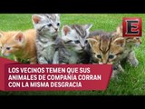 Preocupa en Zacatecas el envenenamiento de perros y gatos