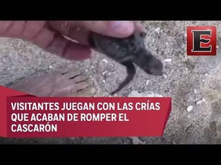 Fiesta en área natural protegida en Veracruz arrasa con nidos de tortuga