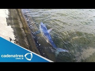Hallan muerto en Campeche a un tiburón azul   / Found dead shark in a blue Campeche