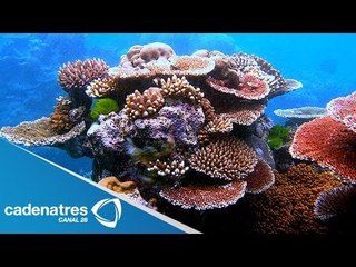 IMPRESIONANTES imágenes del mundo de los corales de Australia
