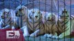 Entra en vigor ley de prohibición de animales en circos / Titulares de la tarde