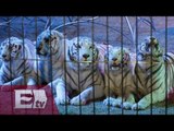 Entra en vigor ley de prohibición de animales en circos / Titulares de la tarde