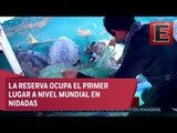 Cementerio de tortugas en Oaxaca: Santuario La Escobilla