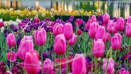 Floriade 2018 Part 2 of 2,  Music from Suzette Herft & Heart Collectors, Canberra, 2 Oct 18