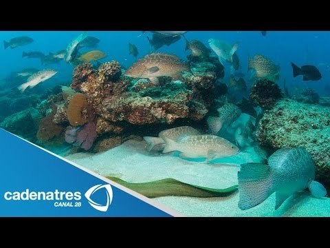 Inversionista chinos quieren instalar un centro turístico en Cabo Pulmo, Baja California Sur