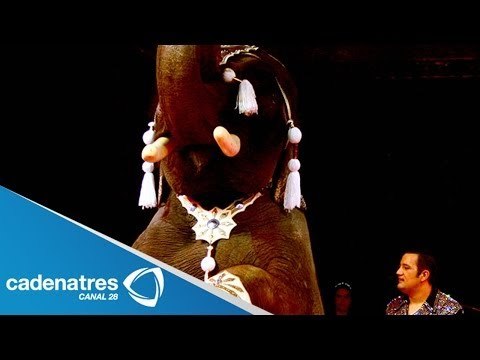 Jesús Sesma, Coordinador de Diputados del PVEM, confirma prohibición de animales en circos