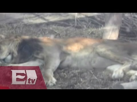 Trasladan de México a santuario de EU a animales rescatados de circos / Vianey Esquinca