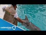 Autoridades aseguran a siete animales marinos del parque acuático 'Atlantis'