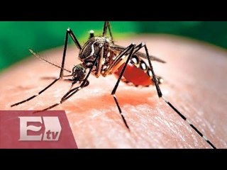 Campañas de salud contra el virus chinkunguña y denge en zonas afectadas / Vianey Esquinca