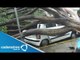 Cae enorme árbol en Polanco tras intensas lluvias