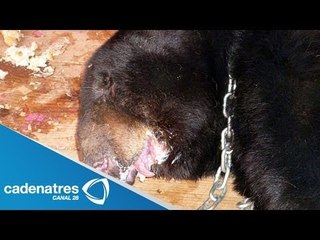 Harley Circus mutila a oso negro; ya enfrentan proceso penal en Yucatán