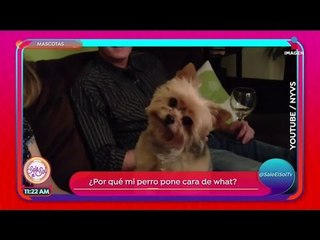 ¿Por qué los perros hacen cara de "What"?  | Sale el Sol
