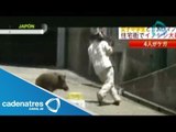 Camarógrafo es atacado por Jabalí en Japón / Cameraman attacked by wild boar in Japan