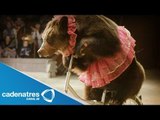 Casos de maltrato animal en circos / Cases of animal abuse in circuses