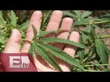 Analizan la posible legalización de la marihuana en México / Vianey Esquinca