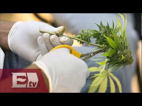 Corte aplaza debate sobre legalización de la marihuana con fines recreativos