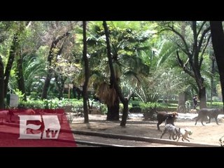 La “asesina de perros” de la Condesa podría salir bajo fianza