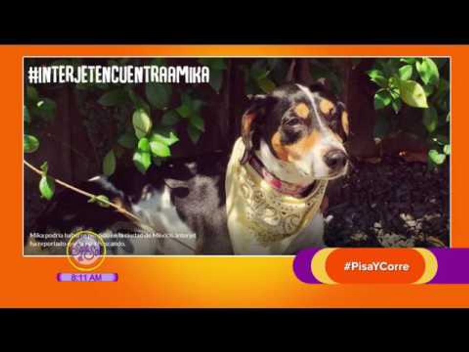 Las mascotas no son equipaje