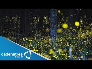 Recorrido de luciérnagas, bella actividad para disfrutar en Tlaxcala / De mochilazo