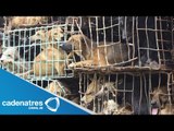Rescatan en Tlaquepaque a perros encerrados en jaulas de pájaros / Maltrato animal