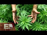 Los 4 beneficiados por la legalización de la marihuana / Paola Virrueta