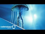 Increíbles imágenes de medusa en aguas de Reino Unido