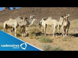 Empresario de Ciudad Juárez rescata camellos de circo