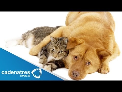 Turquía crea máquina que contribuye al cuidado de perros y gatos callejeros