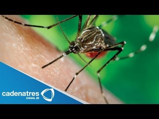 ALERTA EN MÉXICO.. ¿Qué es el virus chikungunya?