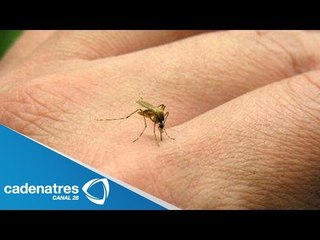México en alerta por virus chikungunya advierte sector salud