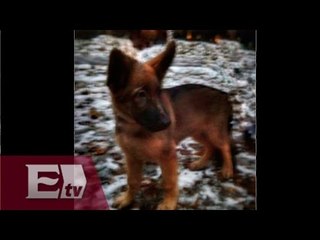 Rusia dona cachorro en homenaje a Diesel  / Hiram Hurtado