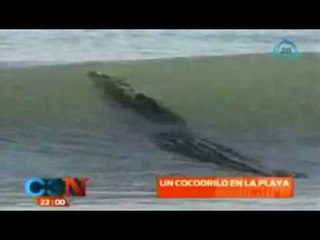 ¡¡INCREÍBLE!! Encuentran a cocodrilo en playa de Tamulipas