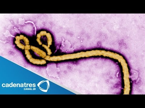No hay mexicanos contagiados con el ébola / No hay mexicanos contagiados de ébola