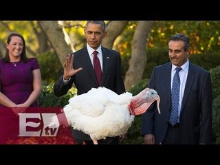 Télécharger la video: Obama indulta a pareja de pavos previo al Día de Acción de Gracias/ Vianey Esquinca