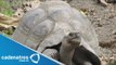 Zoológico de Bronx, EU, presenta 2 tortugas gigantes / Bronx Zoo has 2 giant turtles