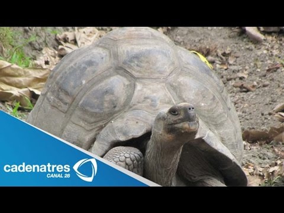 Zoológico de Bronx, EU, presenta 2 tortugas gig...