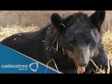 Recuperación de animales maltratados en circos / Animales se recuperan tras maltrato circo