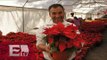 16 millones de flores de nochebuena serán comercializadas en México / Francisco Zea