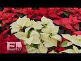La flor de Nochebuena, una tradición mexicana muy navideña  / Vianey Esquinca