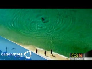 Tiburón martillo nada cerca de la orilla del mar / Hammerhead shark swims near the sea