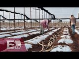Nevadas destruyen cultivos en Sonora / Atalo Mata