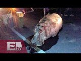 Hipopótamo escapa de rancho de Puebla y muere atropellado en carretera/ Vianey Esquinca