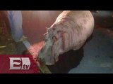 Cortan y disecan cabeza de hipopótamo atropellado en Puebla / Yuriria Sierra