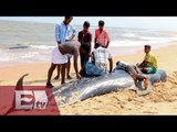 Más de 50 ballenas encallan en costa de la India/ Yazmín Jalil